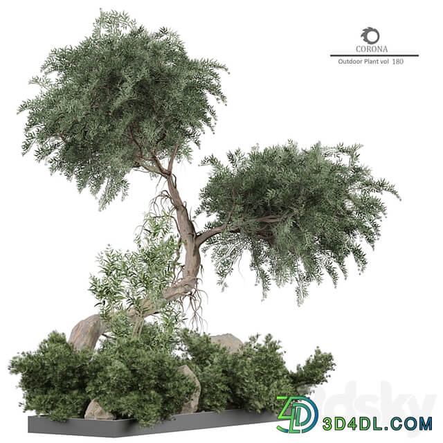 Outdoor Plant 180