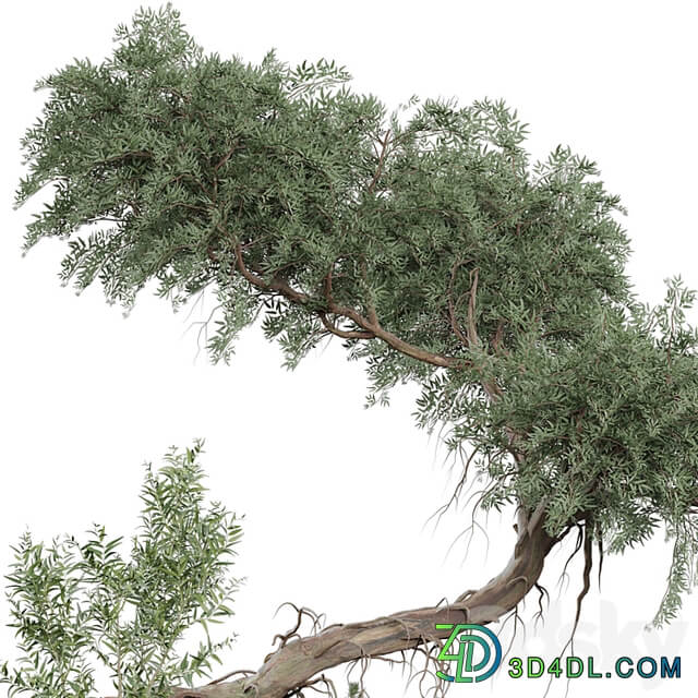 Outdoor Plant 180