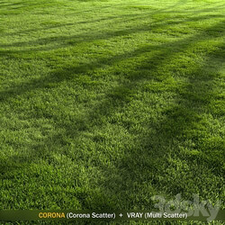 Forest Grass 2 