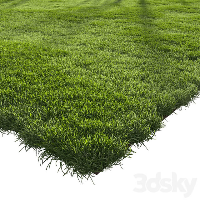 Forest Grass 2