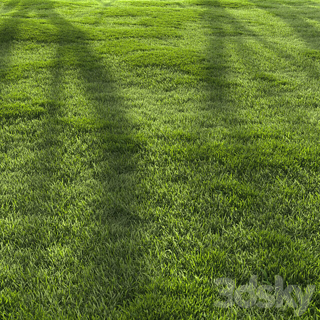 Forest Grass 2