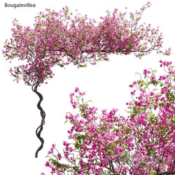 Bougainvillea 11 