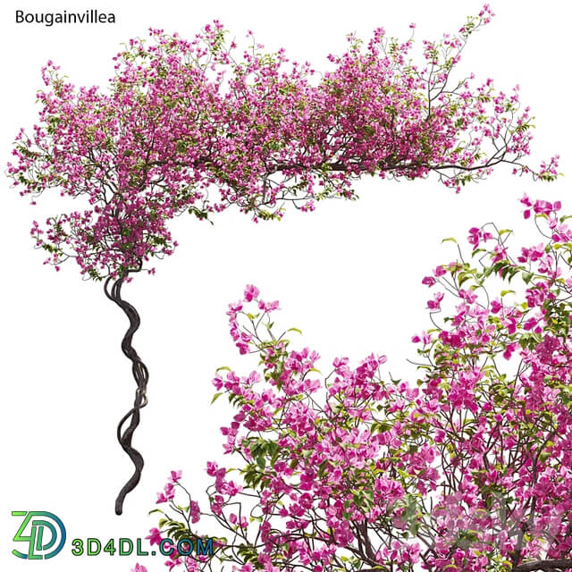 Bougainvillea 11