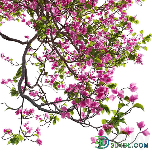 Bougainvillea 11