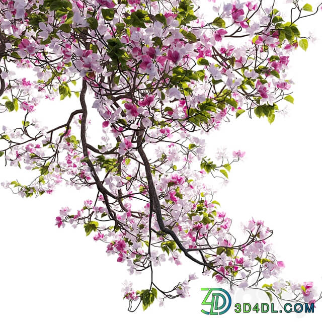 Bougainvillea 11
