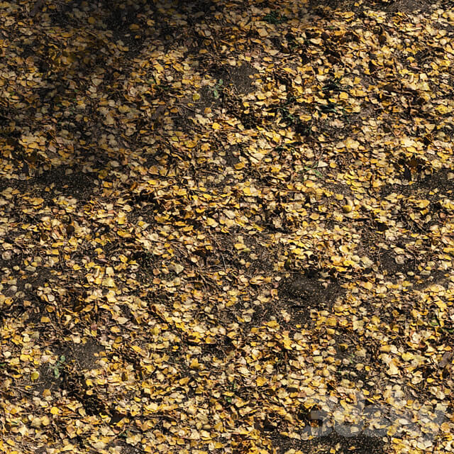 Foliage Autumn