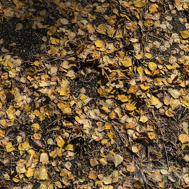 Foliage Autumn