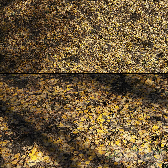 Foliage Autumn