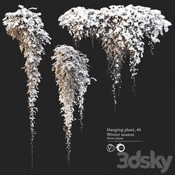 Hanging plant 40 