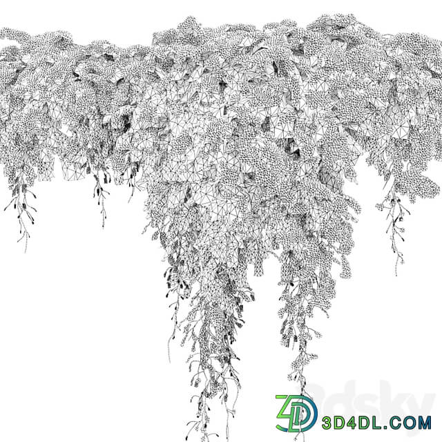 Hanging plant 40