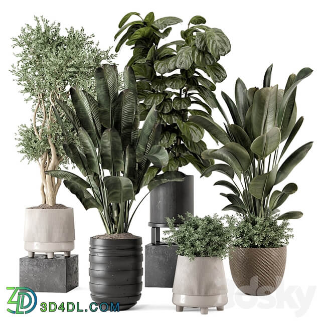 Indoor Plants in rusty Concrete Pot Set 1291