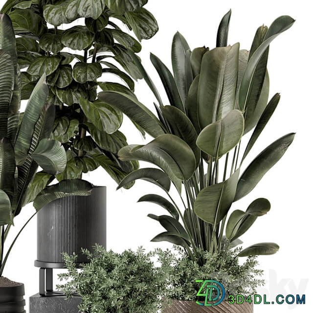 Indoor Plants in rusty Concrete Pot Set 1291