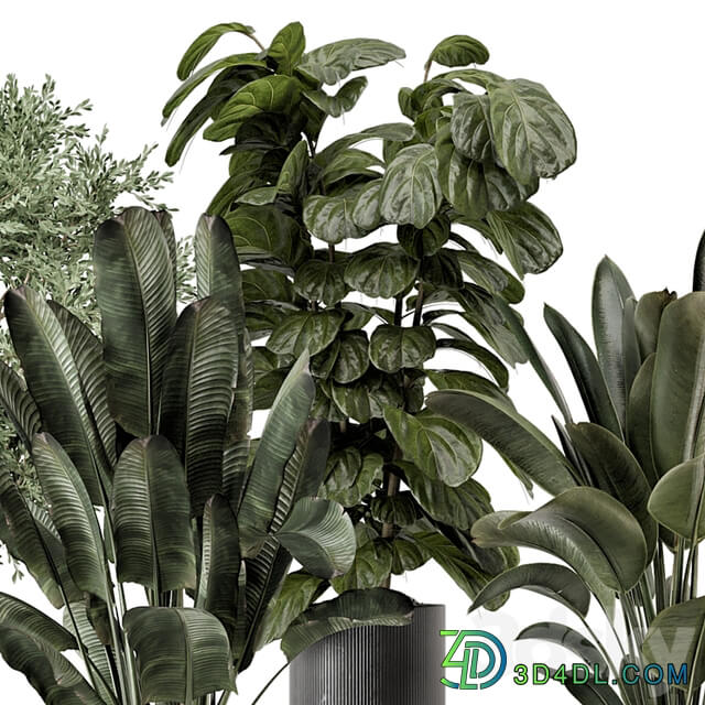 Indoor Plants in rusty Concrete Pot Set 1291