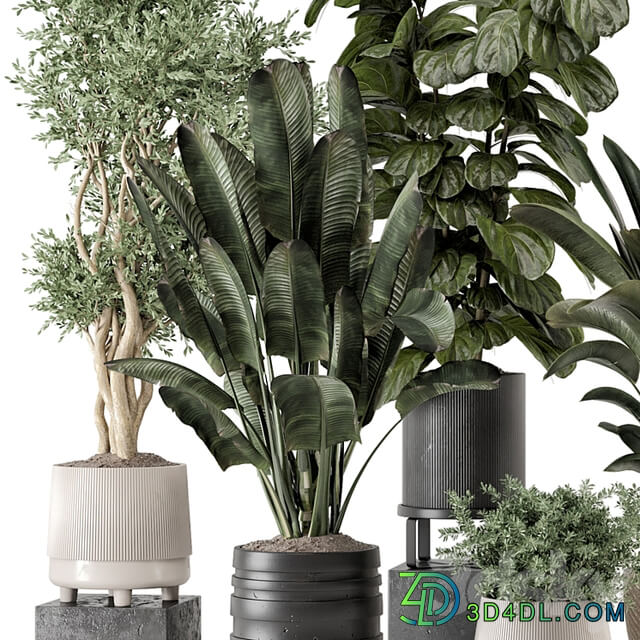 Indoor Plants in rusty Concrete Pot Set 1291