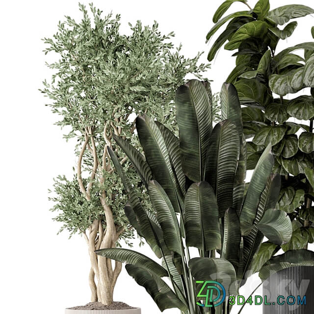 Indoor Plants in rusty Concrete Pot Set 1291