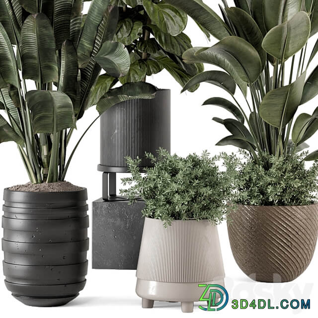 Indoor Plants in rusty Concrete Pot Set 1291
