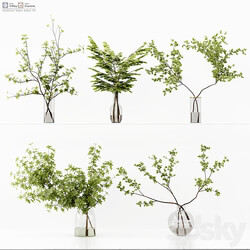 Collection Indoor Plants 037 
