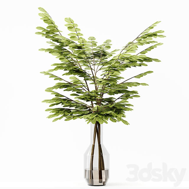 Collection Indoor Plants 037