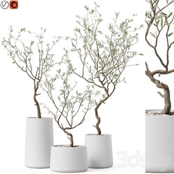 Plants collection 887 