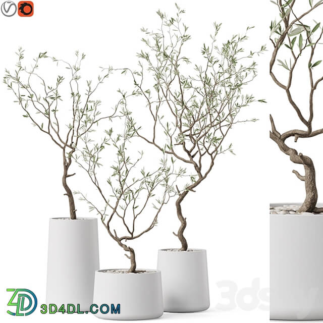 Plants collection 887