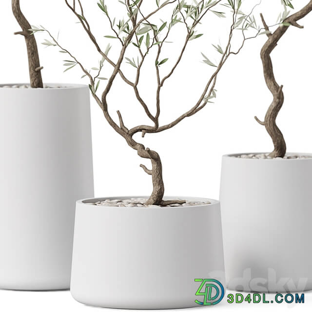 Plants collection 887