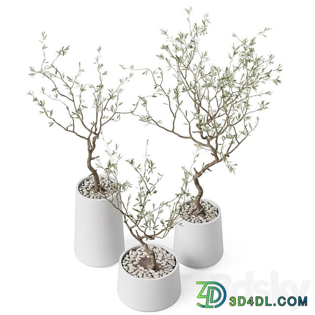 Plants collection 887