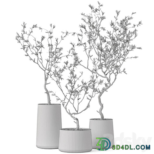 Plants collection 887