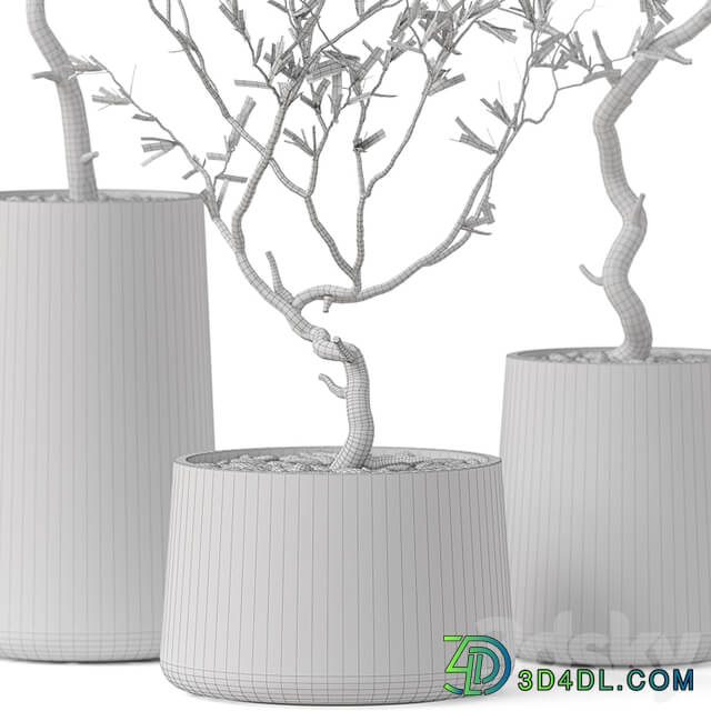 Plants collection 887