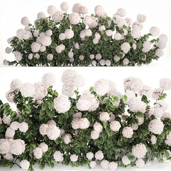 Beautiful bush white hydrangea with flowers for the garden, hedge. Plant set 1185 