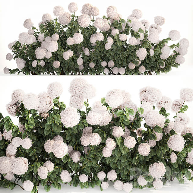 Beautiful bush white hydrangea with flowers for the garden, hedge. Plant set 1185