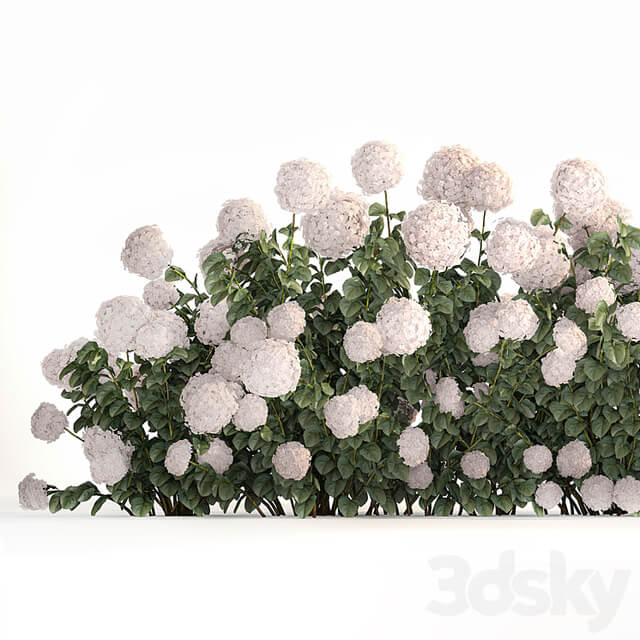 Beautiful bush white hydrangea with flowers for the garden, hedge. Plant set 1185