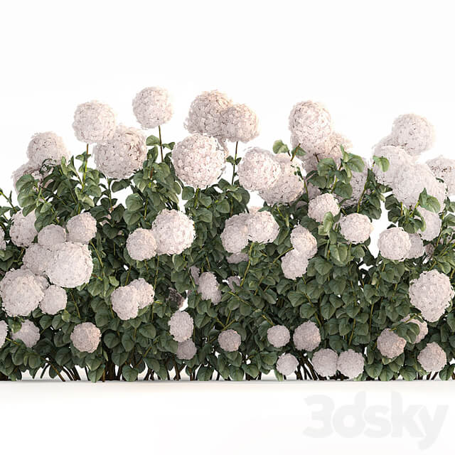 Beautiful bush white hydrangea with flowers for the garden, hedge. Plant set 1185