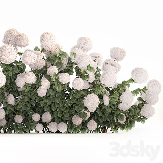 Beautiful bush white hydrangea with flowers for the garden, hedge. Plant set 1185
