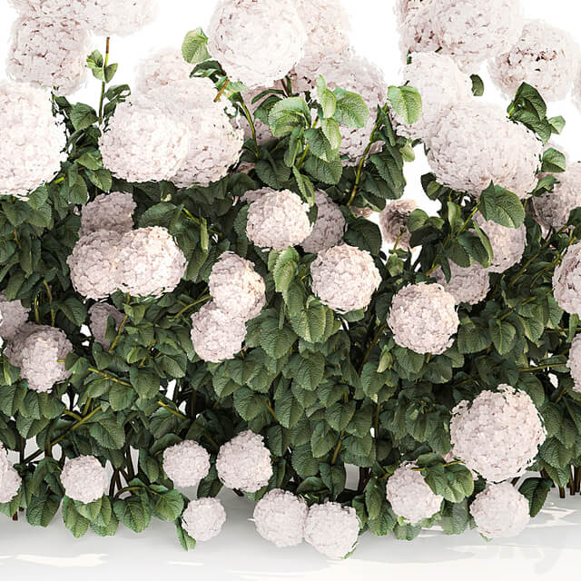 Beautiful bush white hydrangea with flowers for the garden, hedge. Plant set 1185