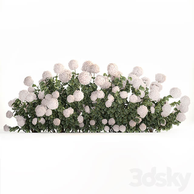 Beautiful bush white hydrangea with flowers for the garden, hedge. Plant set 1185