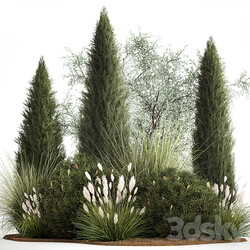 Alpine hill olive, pine, reed, thuja and cypress, feather grass grass, silver goof. Plant collection 1188 