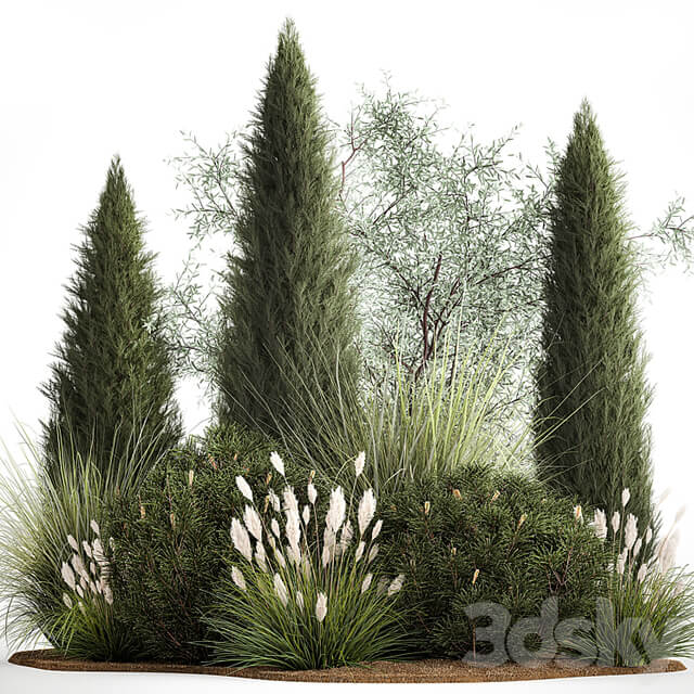 Alpine hill olive, pine, reed, thuja and cypress, feather grass grass, silver goof. Plant collection 1188