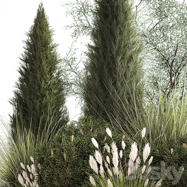 Alpine hill olive, pine, reed, thuja and cypress, feather grass grass, silver goof. Plant collection 1188