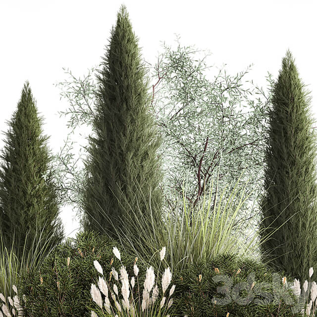 Alpine hill olive, pine, reed, thuja and cypress, feather grass grass, silver goof. Plant collection 1188