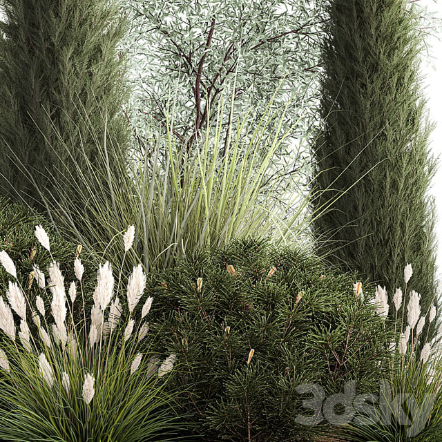 Alpine hill olive, pine, reed, thuja and cypress, feather grass grass, silver goof. Plant collection 1188