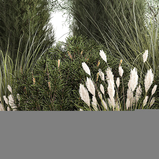 Alpine hill olive, pine, reed, thuja and cypress, feather grass grass, silver goof. Plant collection 1188