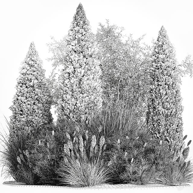 Alpine hill olive, pine, reed, thuja and cypress, feather grass grass, silver goof. Plant collection 1188