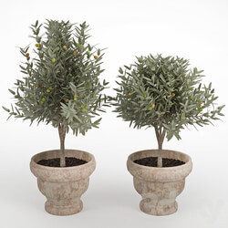 Olive II 3D Models 