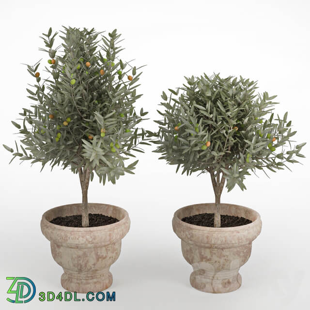 Olive II 3D Models