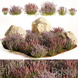 A set of lavender bushes for the garden and alpine slide, boulder, stone, catnip, sage, wild flowers. 1191 