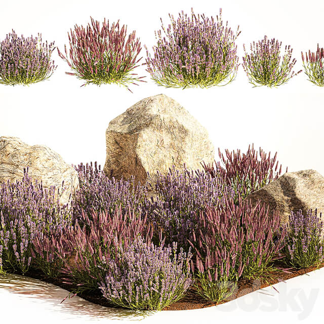 A set of lavender bushes for the garden and alpine slide, boulder, stone, catnip, sage, wild flowers. 1191