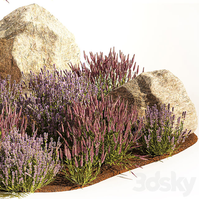 A set of lavender bushes for the garden and alpine slide, boulder, stone, catnip, sage, wild flowers. 1191