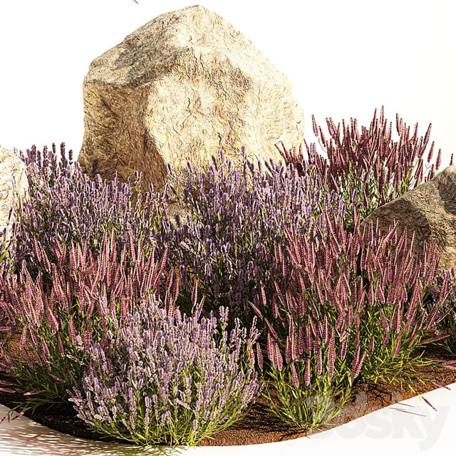 A set of lavender bushes for the garden and alpine slide, boulder, stone, catnip, sage, wild flowers. 1191