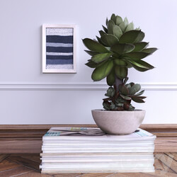 Succulent 3D Models 