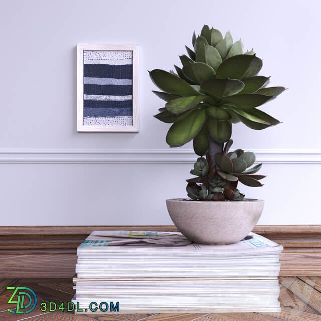 Succulent 3D Models